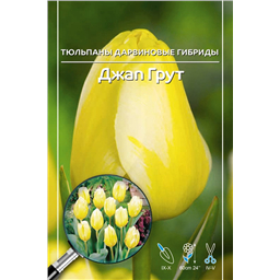 Тюльпан Дарвинов гибрид Джап Грут
