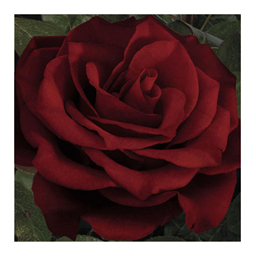 Джозефина Бручи