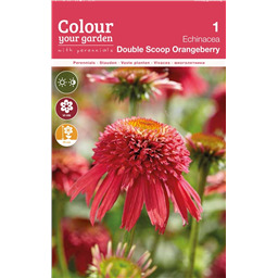 Эхинацея Дабл Скуп Оранжбери