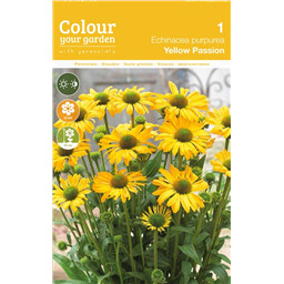 Эхинацея Еллоу Пэйшн