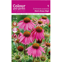 Эхинацея Кимс Ни Хай