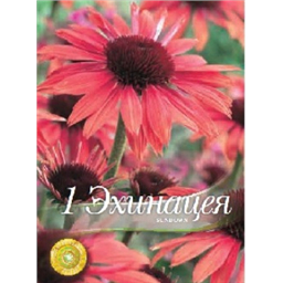 Эхинацея Сандоун