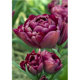 Элисон Бредли