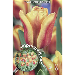 Тюльпан Триумф Эприкот Фокс