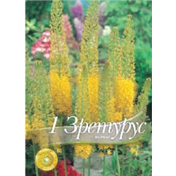 Эремурус Бунги