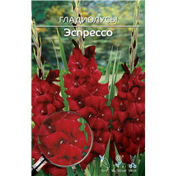 Эспрессо