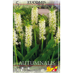 Эукомис Атумалис