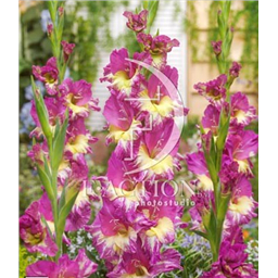 фанни Фикшн