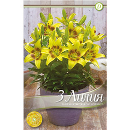 Фантазиатик Йеллоу Хот Спот