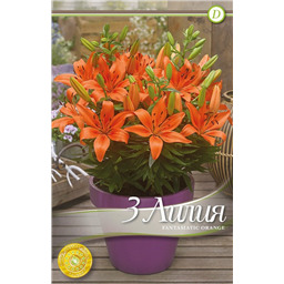 Фантазиатик Оранж