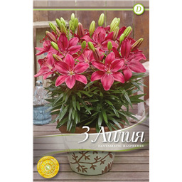 Фантазиатик Распберри