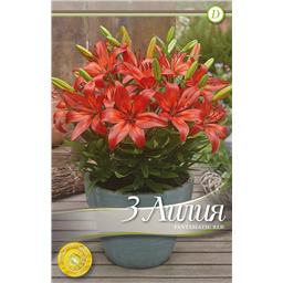 Фантазиатик Ред