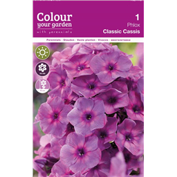 Флокс Классик Кассис