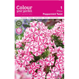 Флокс Пепперминт Твист