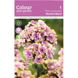 Флокс Щербет Бленд