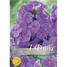 Флокс Аметист