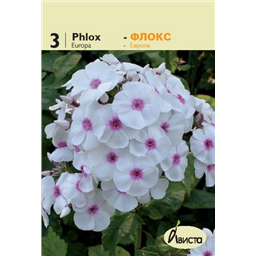 Флокс Европа