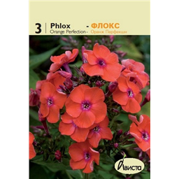 Флокс Оранж Перфекшн