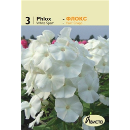 Флокс Уайт Спарр