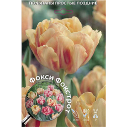 Тюльпан Махровый Поздний Фокси Фокстрот