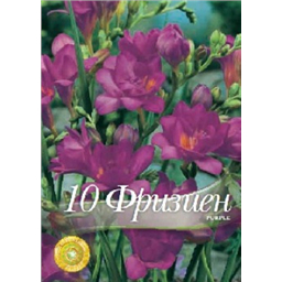 Фрезия Дабл Пурпл