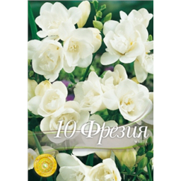 Фрезия Дабл Уайт