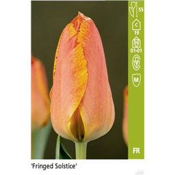 Фриджет Солст