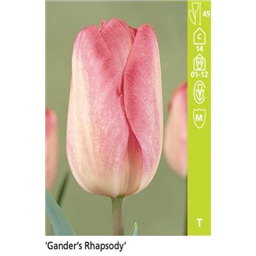 Гарден Рапсоди