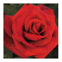 Гельмут Коль