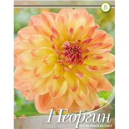 Георгина Эйс Саммер Сансет 