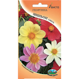 Георгина Миньон смесь