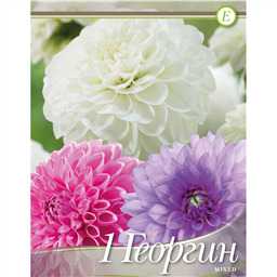 Георгина Смесь Декоративных розовых/пурпурных/белых
