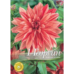 Георгина Бабилон Флэймид