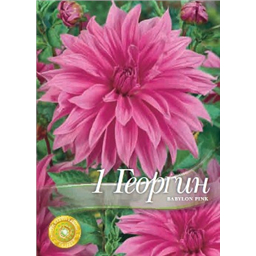 Георгина Бабилон Пинк