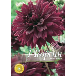Георгина Блэк Тач