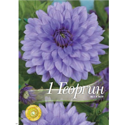 Георгина Блю Бой