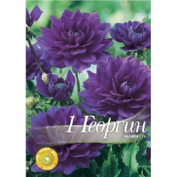 Георгина Блюзетте