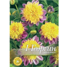 Георгина Буги Вуги