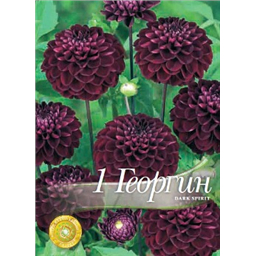 Георгина Дарк Спирит