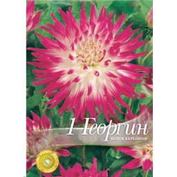 Георгина Датч Экспложион