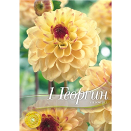 Георгина Йеллоу Джилл