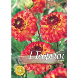 Георгина Икон