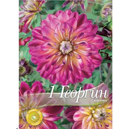 Георгина Калинка