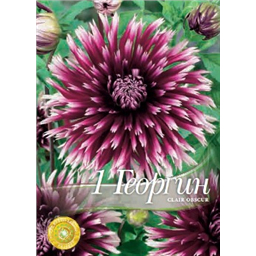 Георгина Клэр Обсур