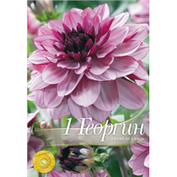 Георгина Крем де Кассис