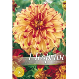 Георгина Леди Дарлен