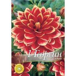 Георгина Максим