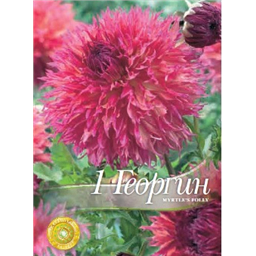 Георгина Мазер`с Фоли`с