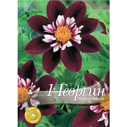 Георгина Найт Баттерфляй