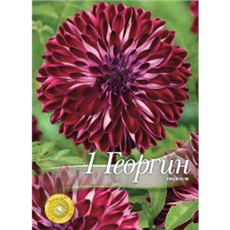 Георгина Осириум